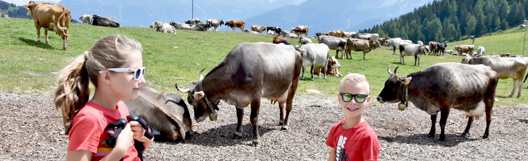 Kinderen en koeien op de alm